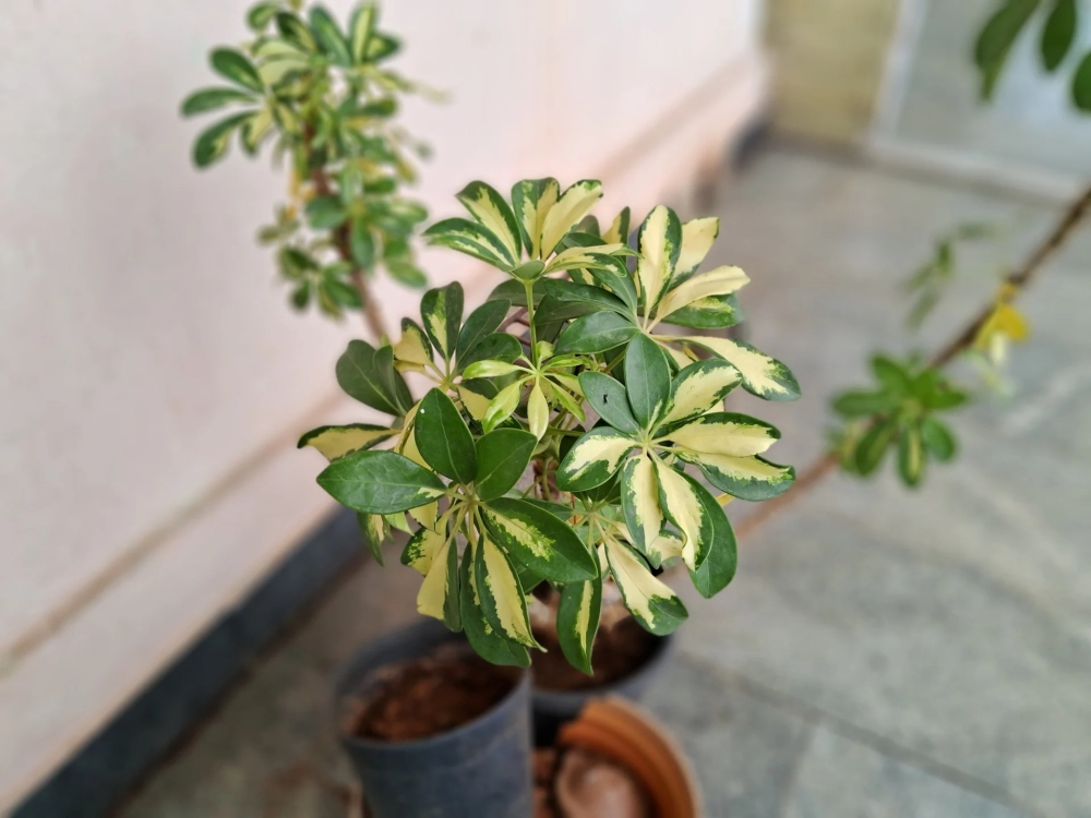 Đánh giá Samsung Galaxy M14 5G