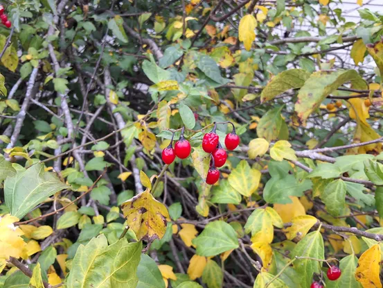 Đánh giá Samsung Galaxy Tab S9 FE Plus: Máy tính bảng tầm trung tốt nhất của Samsung