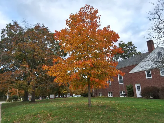 Đánh giá Samsung Galaxy Tab S9 FE Plus: Máy tính bảng tầm trung tốt nhất của Samsung