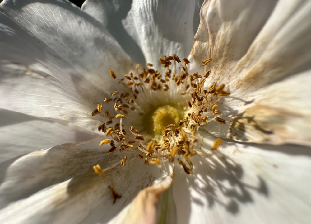 7 mẹo tận dụng camera góc rộng trên điện thoại để chụp ảnh cực chất