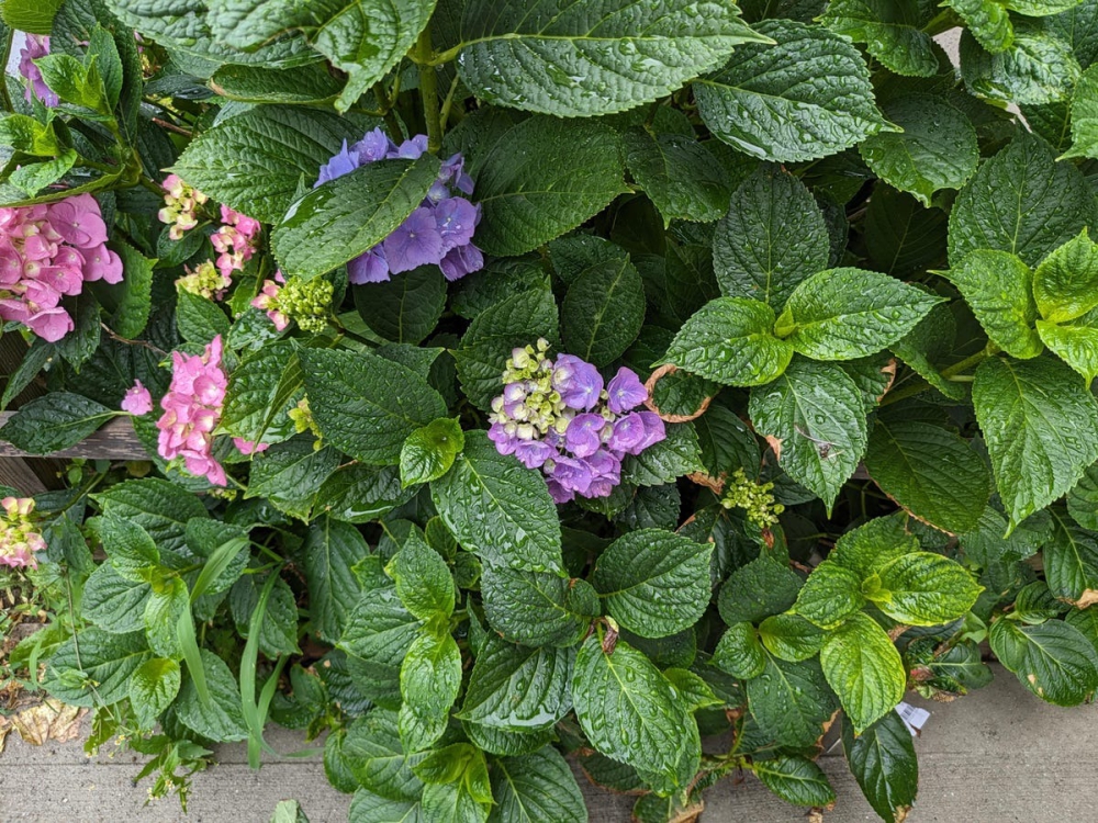 Trải nghiệm thực tế Google Pixel Fold và Galaxy Z Fold4