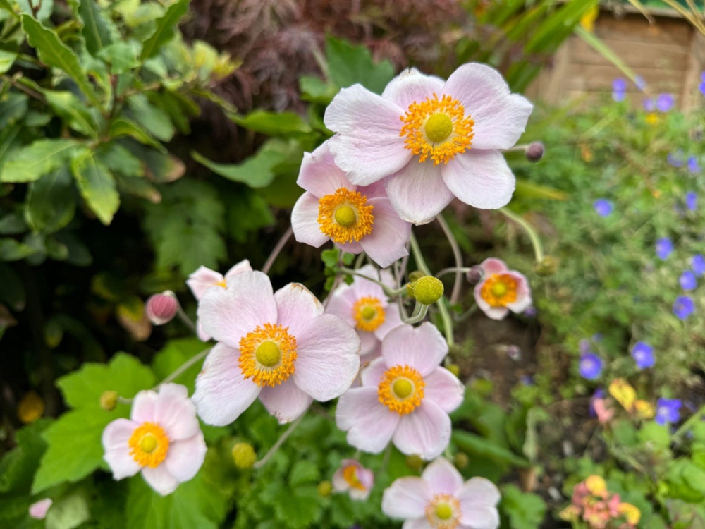 Đọ sức camera iPhone 15 Pro Max vs Galaxy S23 Ultra